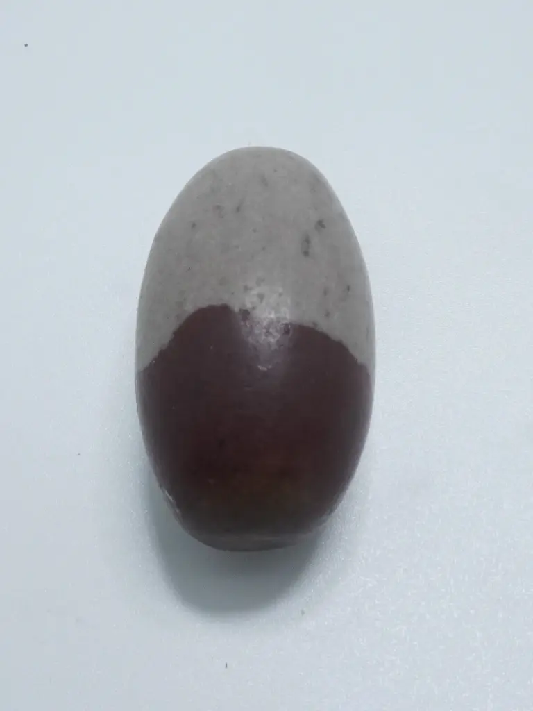 [T02436] Narmadeshwar Double 1.5 Inch 100