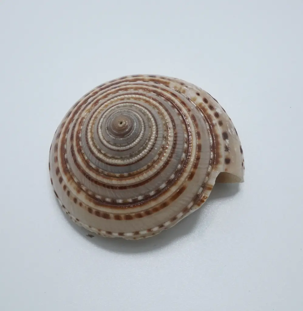 [T27102565] Vishnu Chakra 250