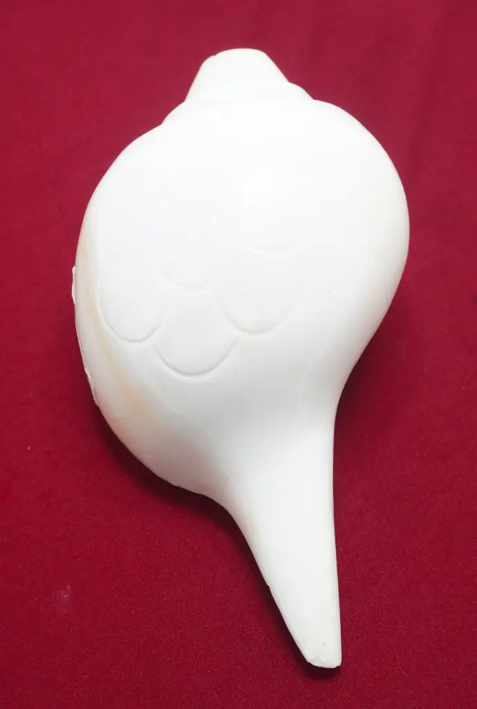 New m shankh (0125) 2 No