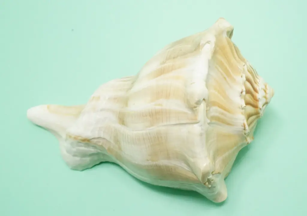 [T03009] Dakshinavarti Shankha 650